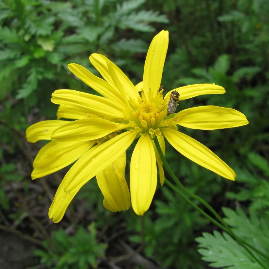 Euryops - African Bush Daisy