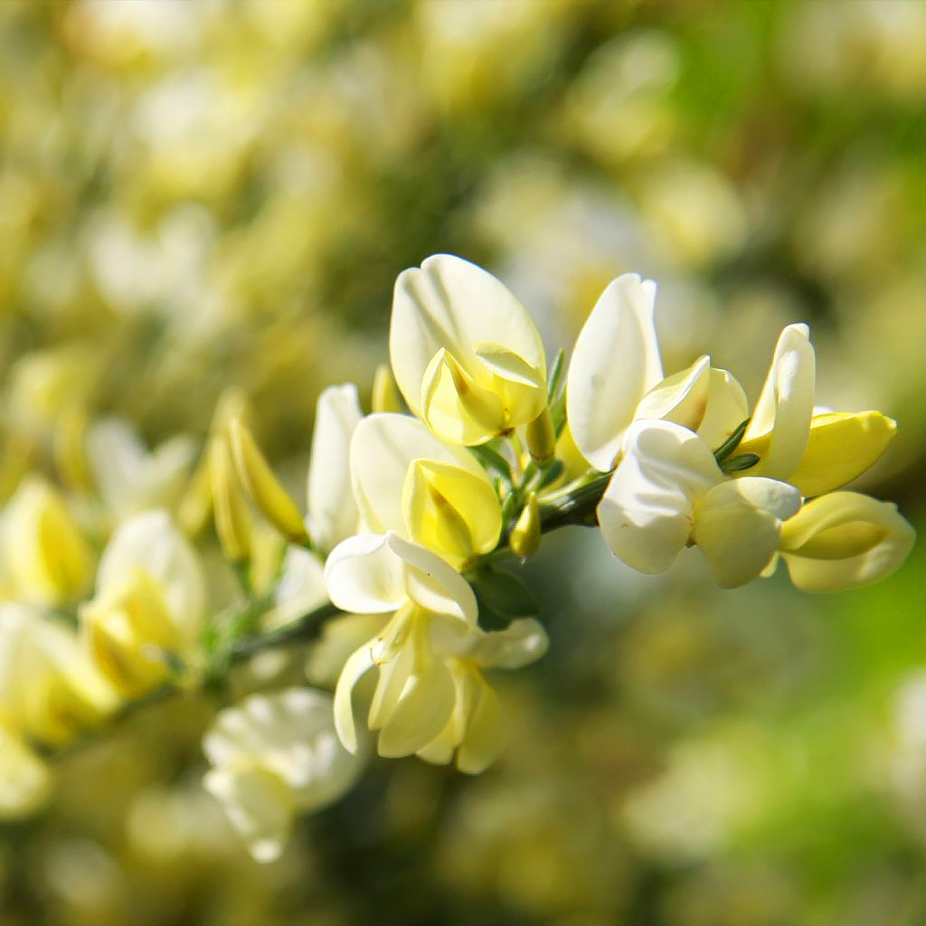 Yellow flowering Brooms