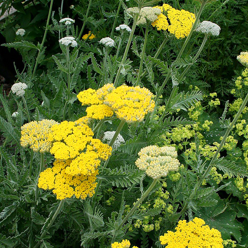 Achillea seeds