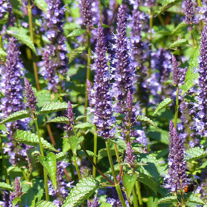 Agastache seeds