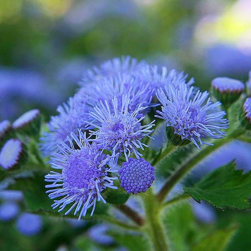 Ageratum seeds