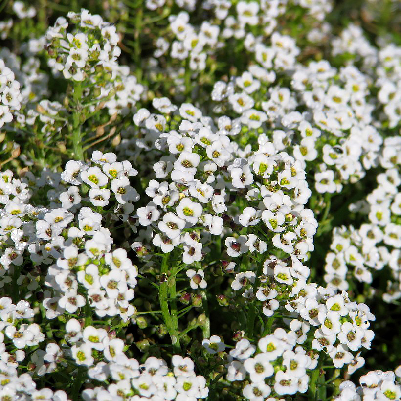 Alyssum seeds