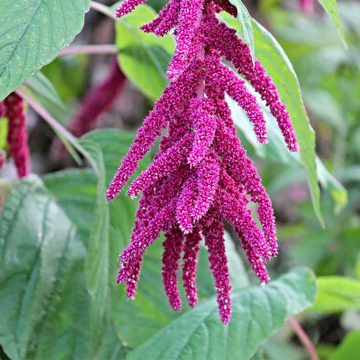 Amaranthus seeds