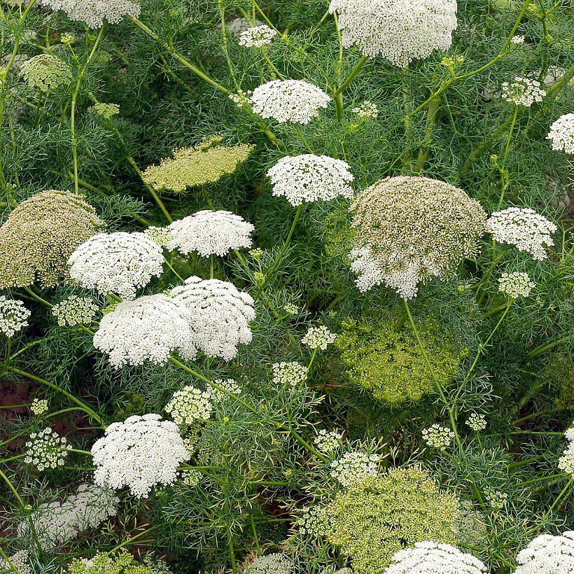 Ammi seeds