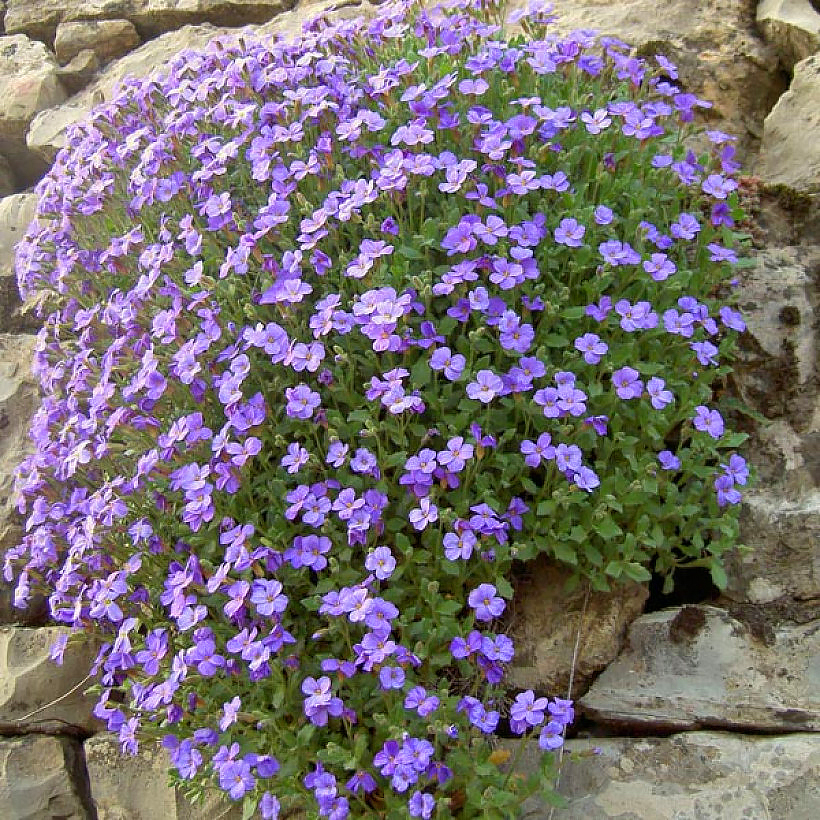 Aubrieta seeds