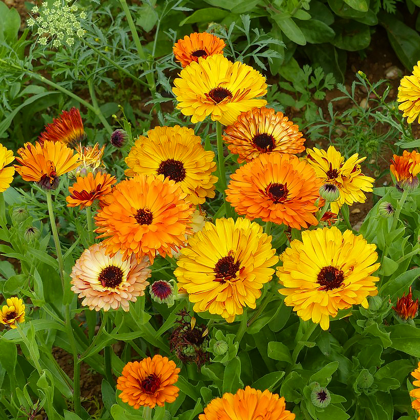 Marigold seeds