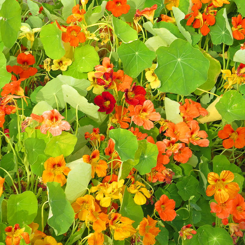 Nasturtium seeds