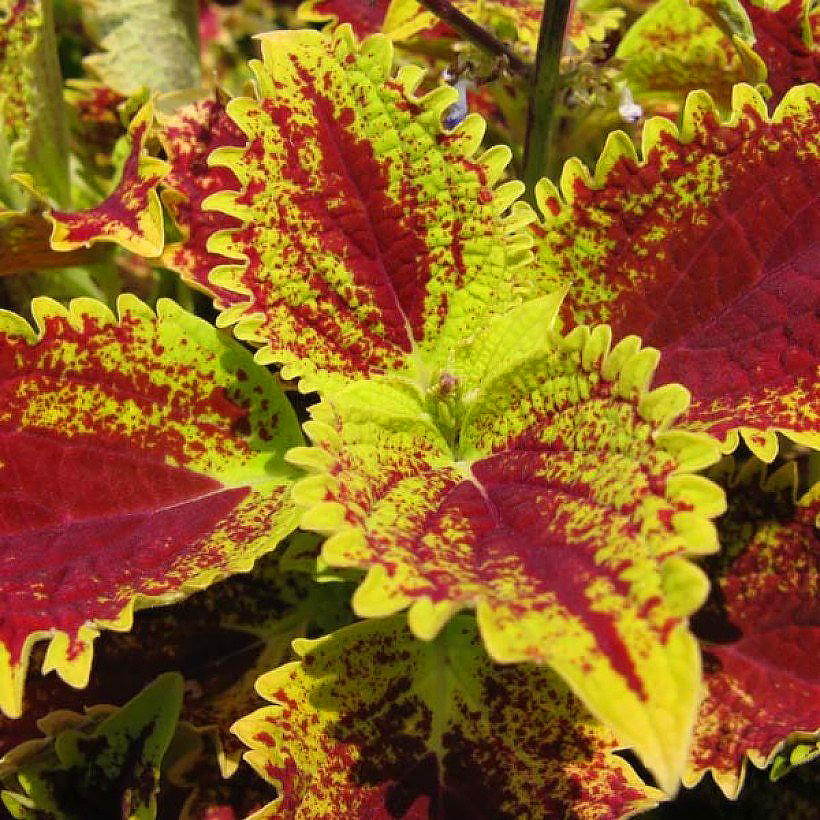 Coleus seeds