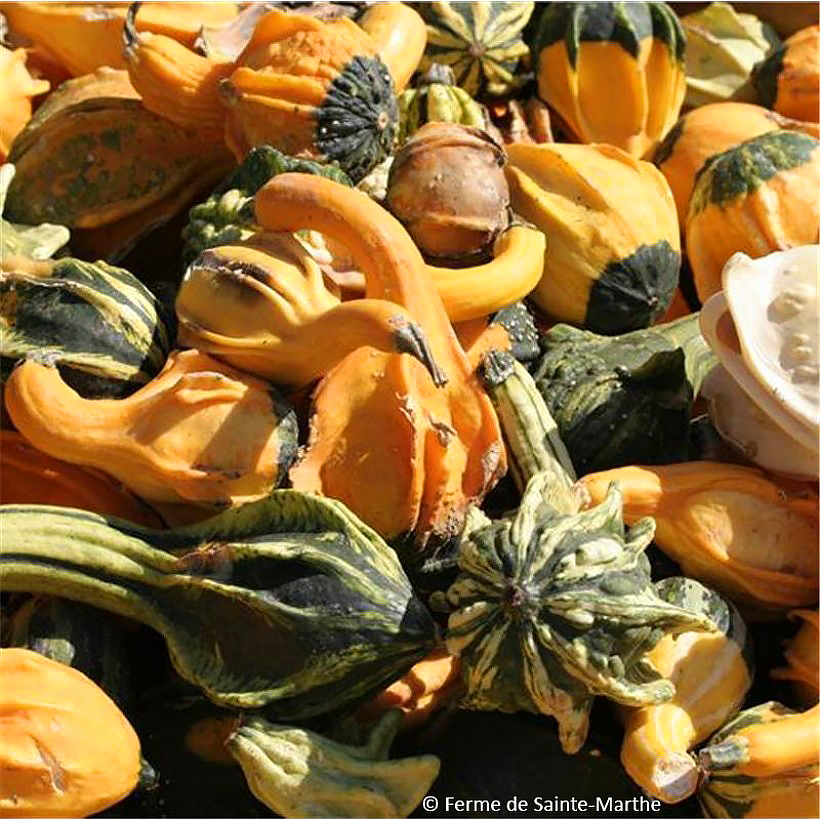 Ornamental Colocynth and squash seeds