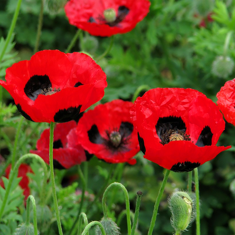 Flanders Poppy seeds