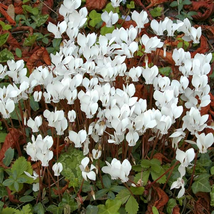 Cyclamen seeds