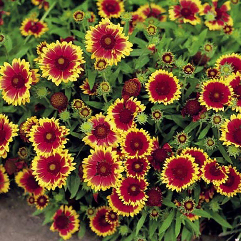 Gaillardia seeds