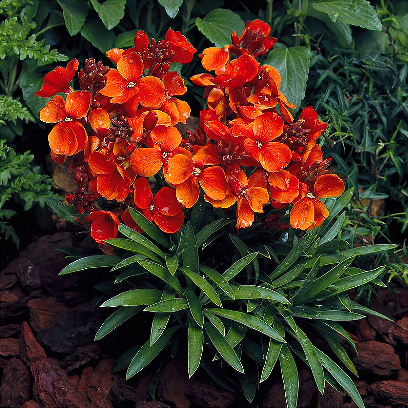 Wallflower seeds