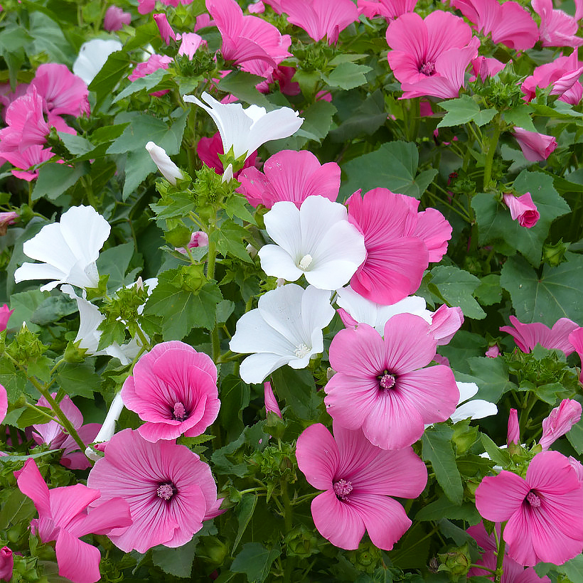 Lavatera seeds