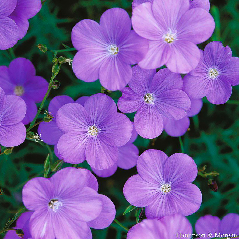 Common Flax seeds