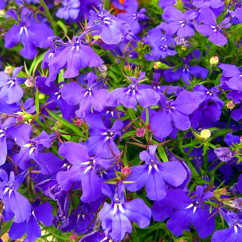 Lobelia seeds