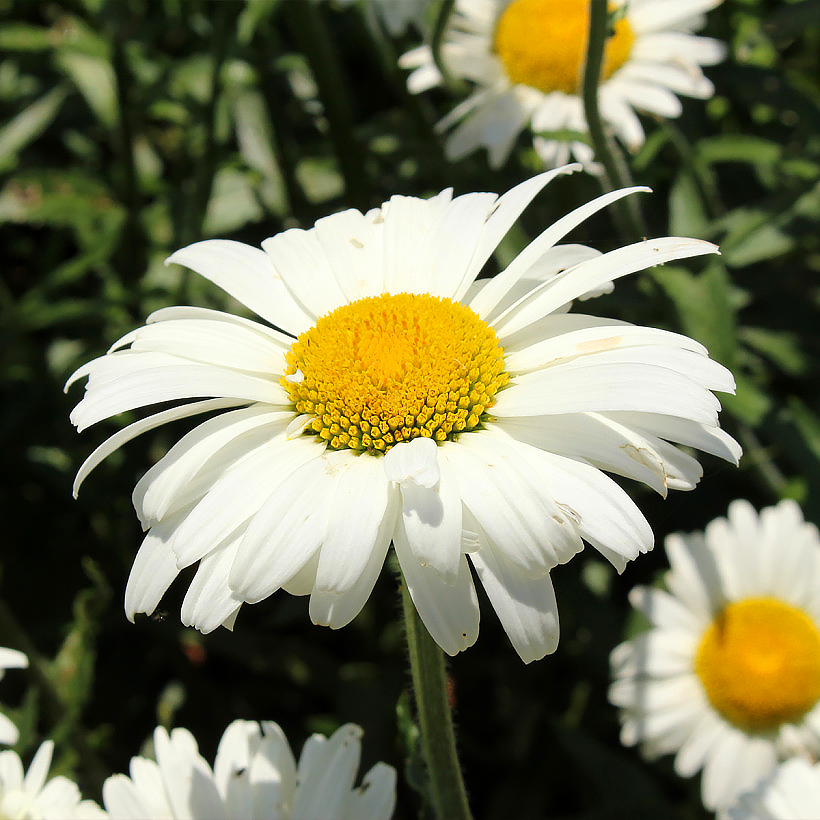 Daisy seeds