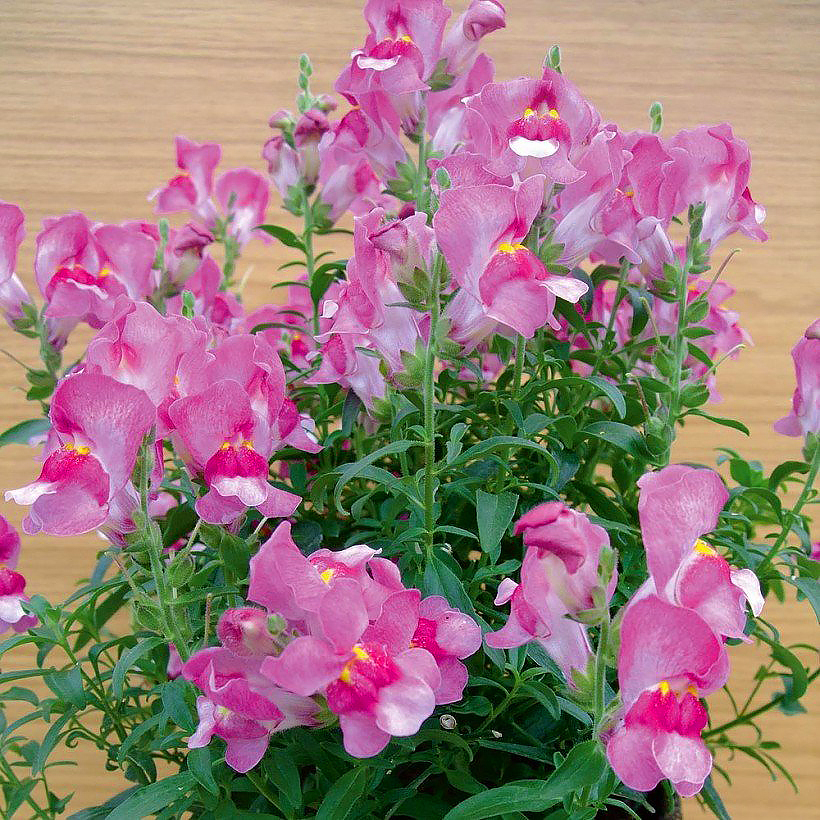 Antirhinum - Snapdragon seeds