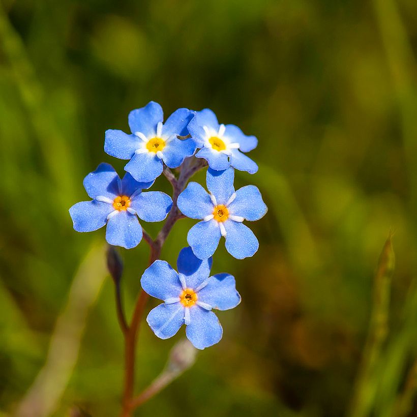 Forget-me-Not seeds