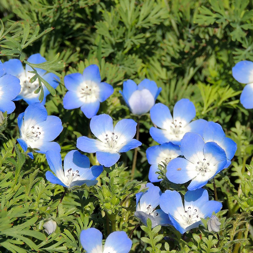 Baby-blue Eyes seeds