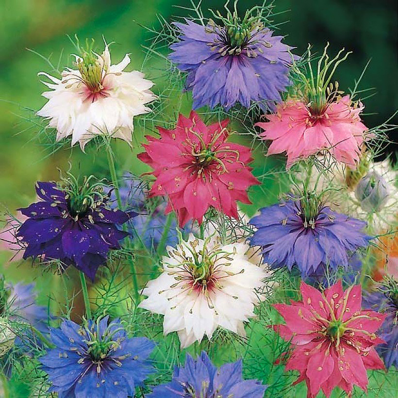 Nigella -Love-in-a-mist seeds