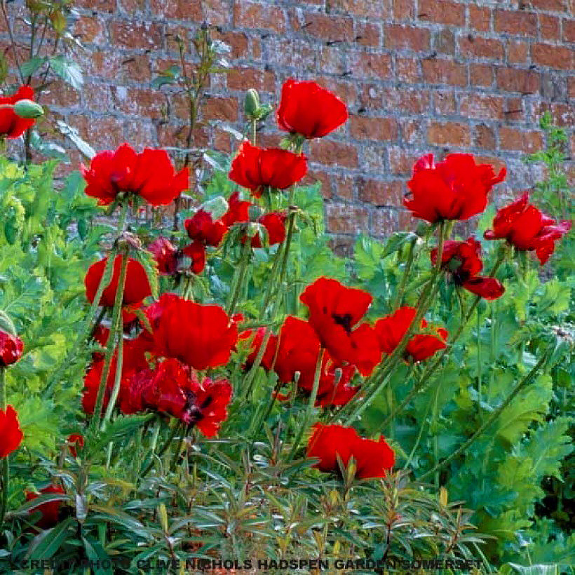 Oriental Poppy seeds