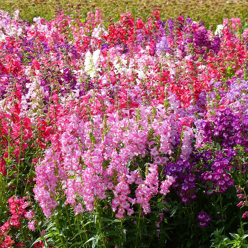 Penstemon seeds