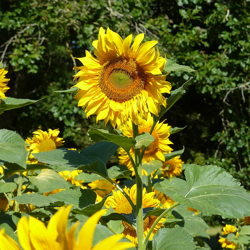 Sunflower seeds