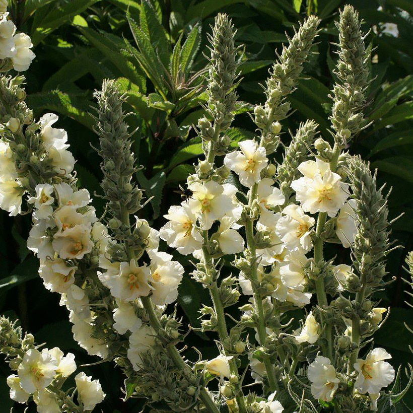 Verbascum seeds