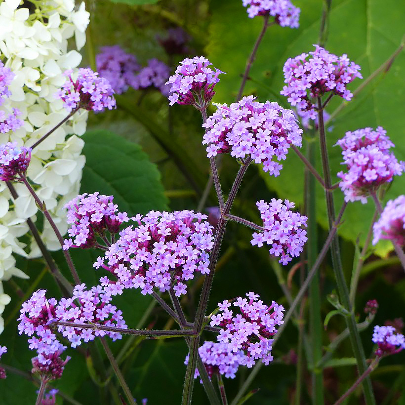 Verbena seeds