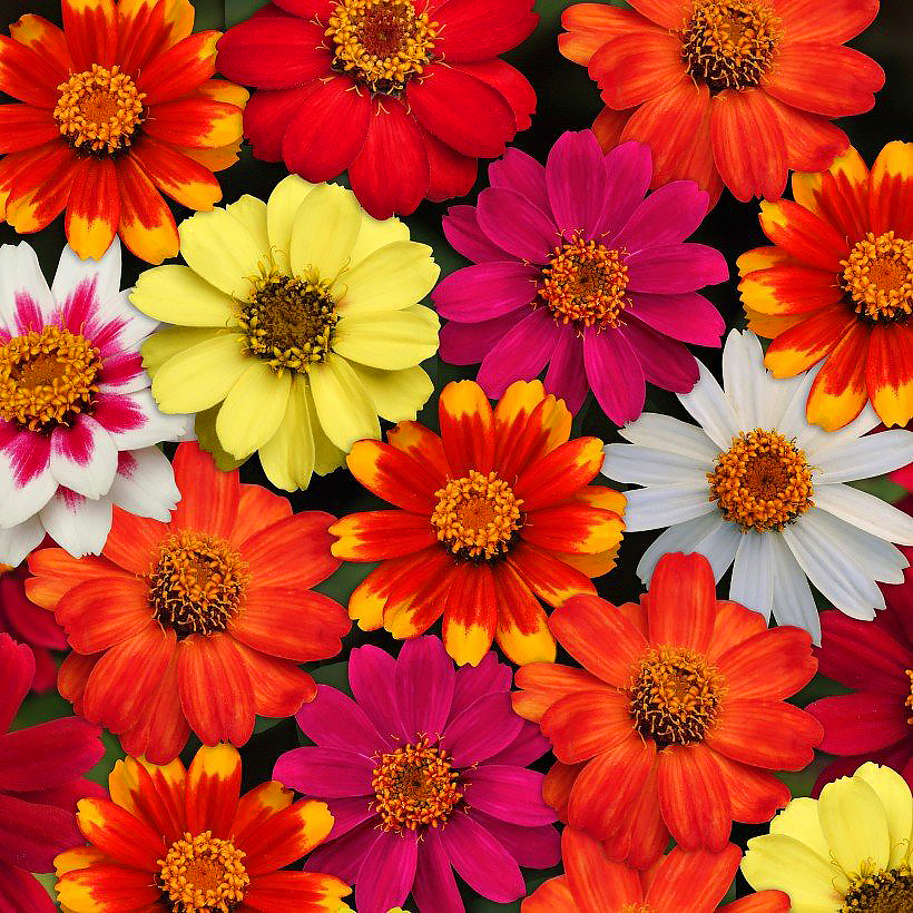 Zinnia seeds