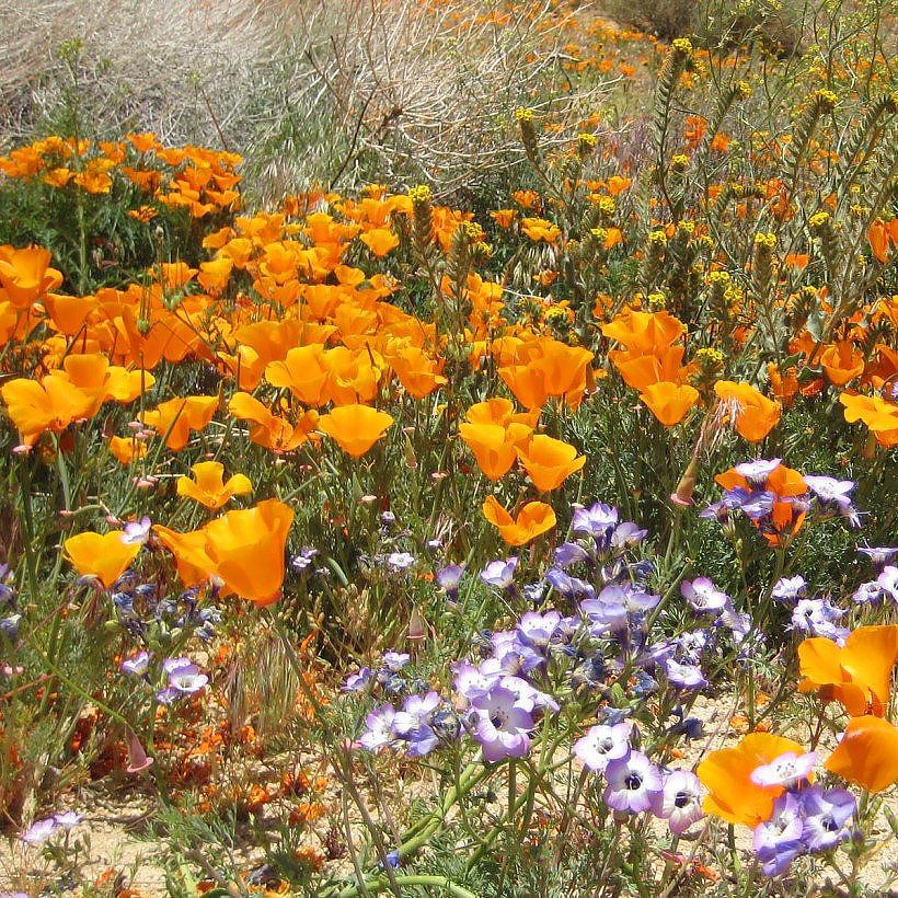 Californian Poppy seeds