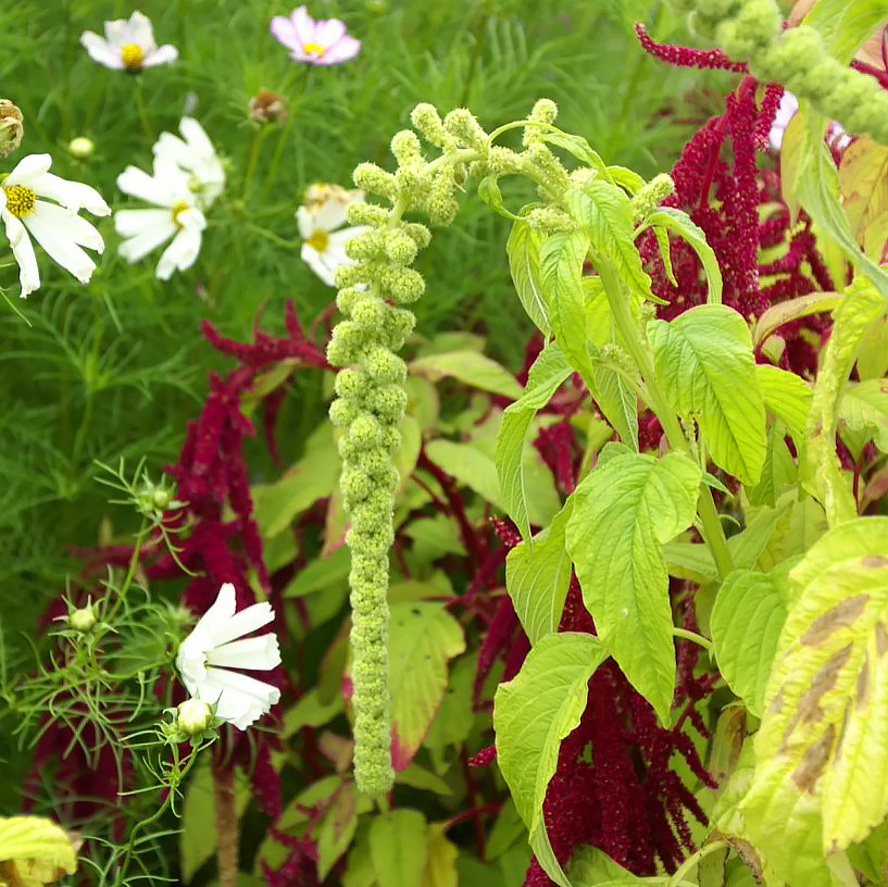 Gomphrena seeds - Amaranth