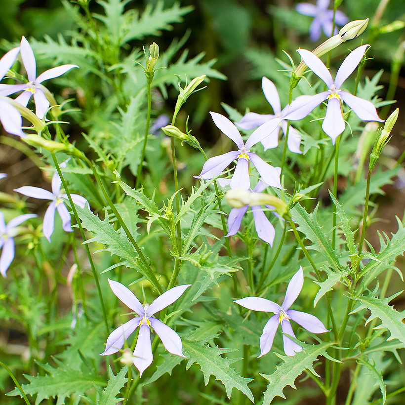 Laurentia or Isotoma seeds