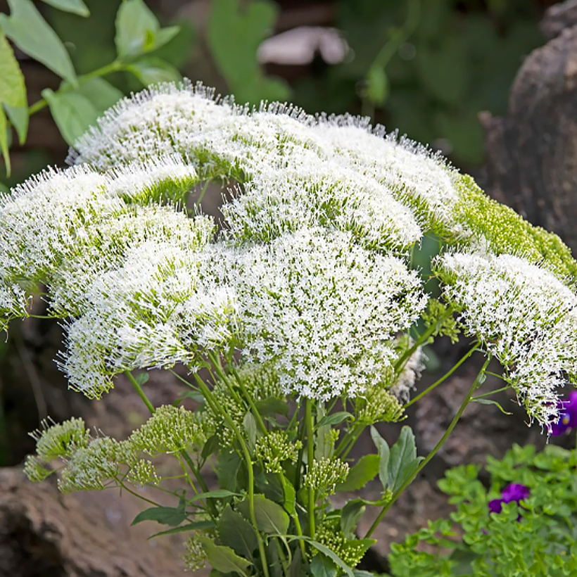 Blue throatwort seeds - Trachelium