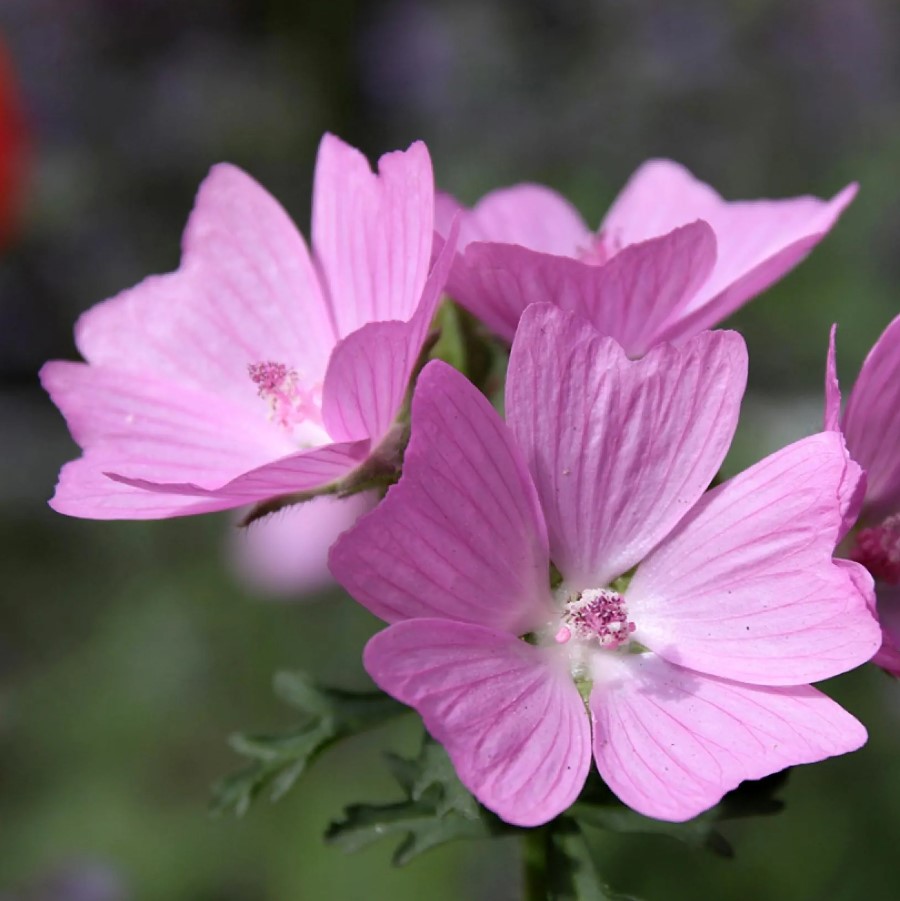 Mallow seeds