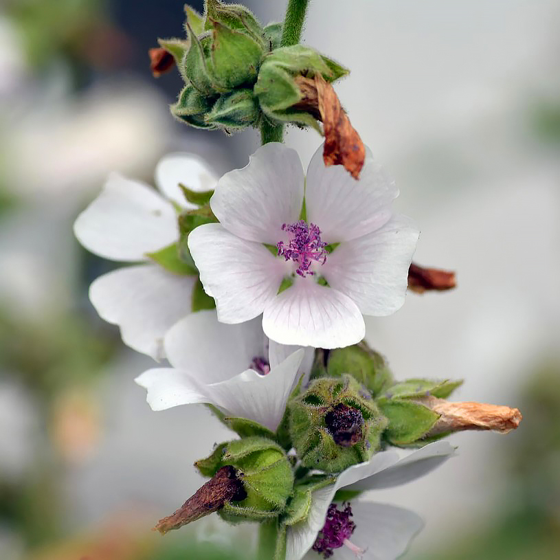 Marsh Mallow - Althaea