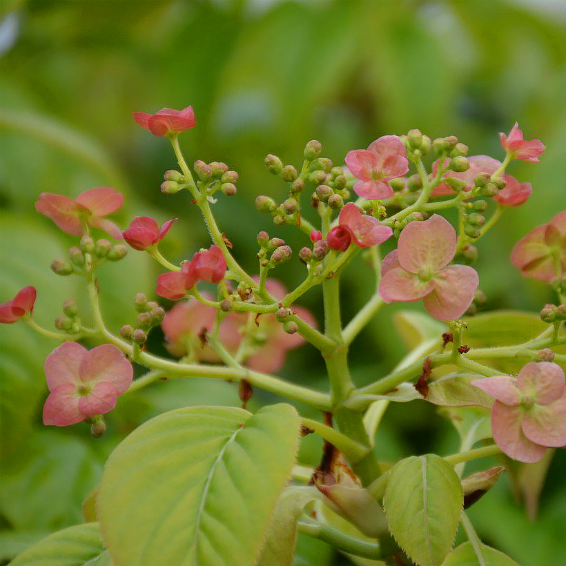 Hydrangea Anomala