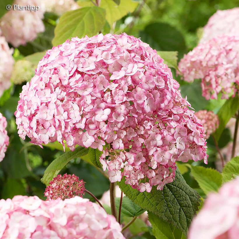 Hydrangea arborescens