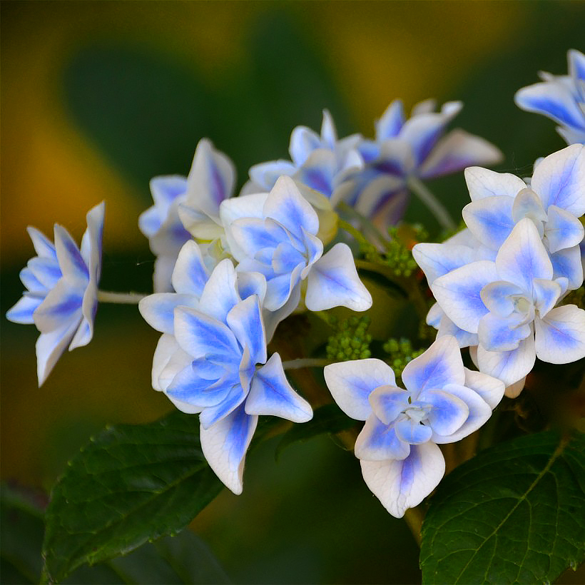 Hydrangea Macrophylla