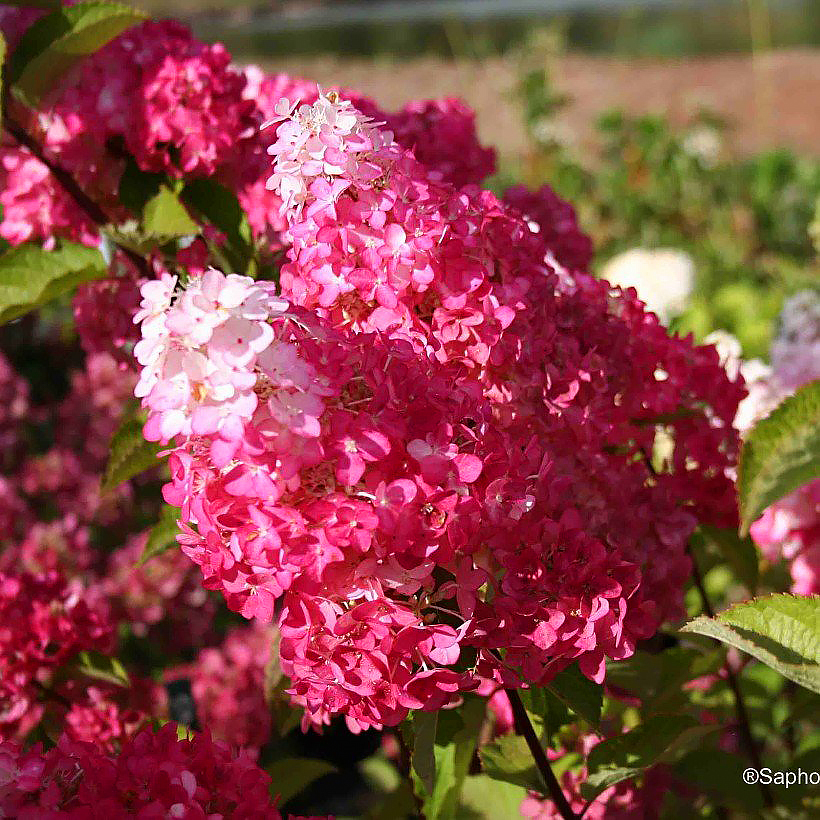 Hydrangea Paniculata