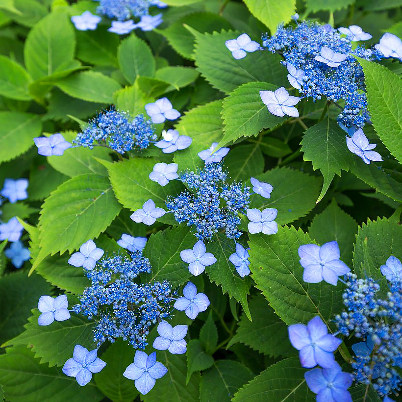 Hydrangea serrata