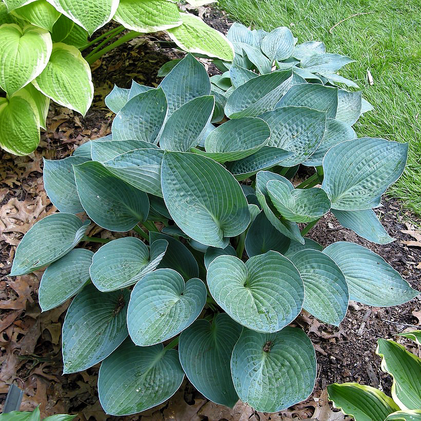 Blue-leaved Hostas