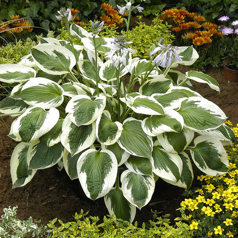 Variegated Hosta