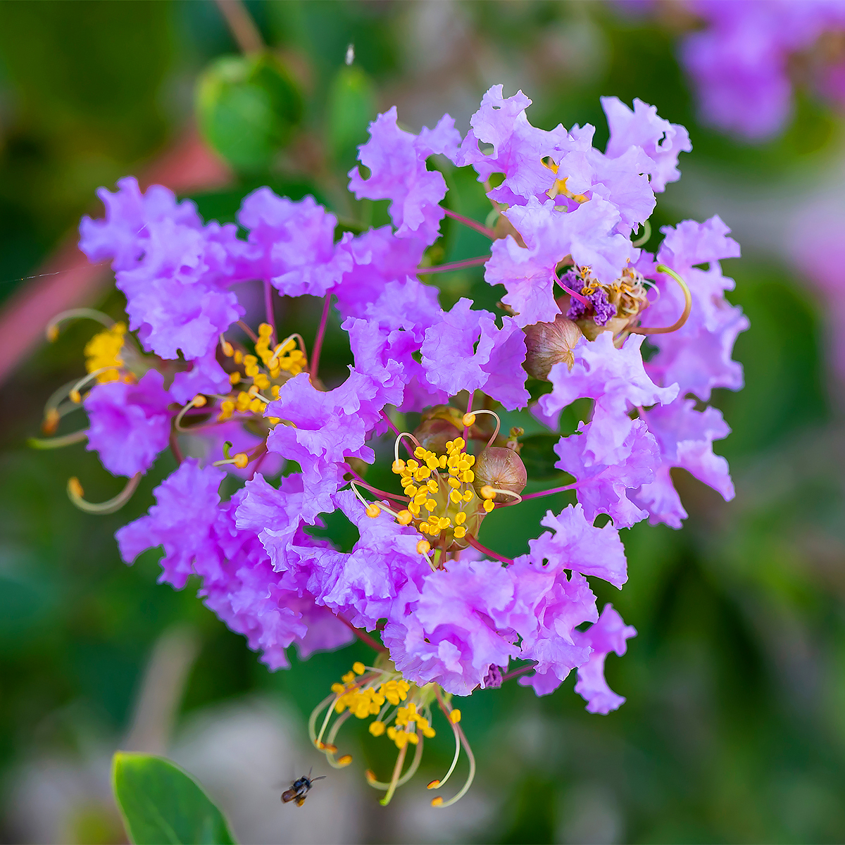 Blue Crape Myrtle