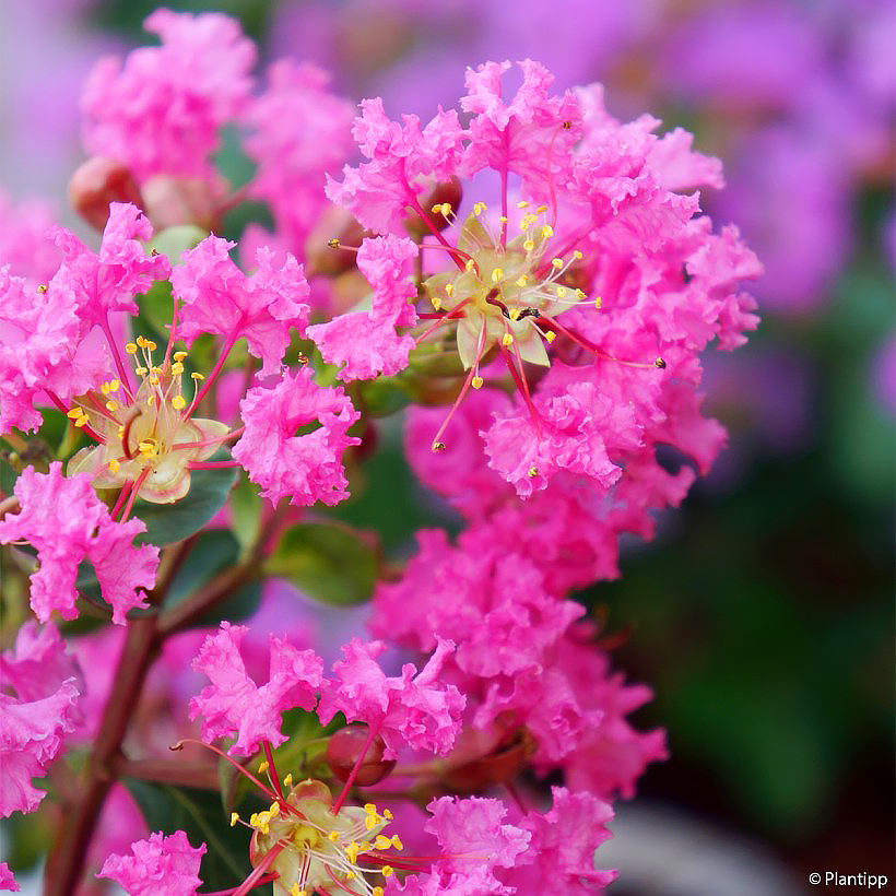 Pink Crape Myrtle