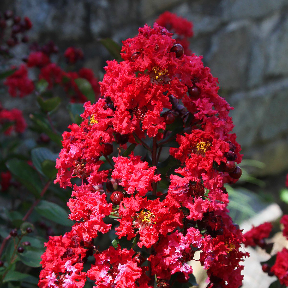 Red Crape Myrtle