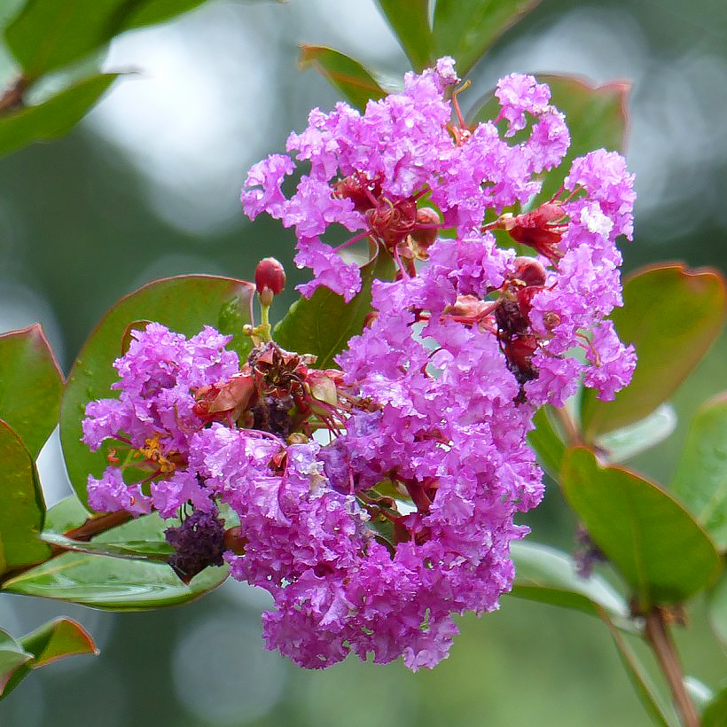 Purple-mauve Crape Myrtle