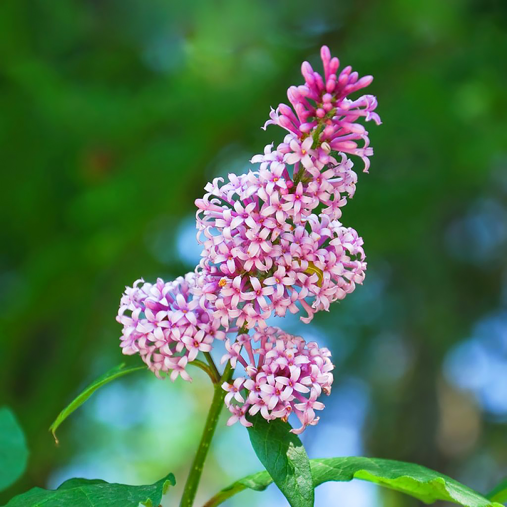 Pink flowering Lilac