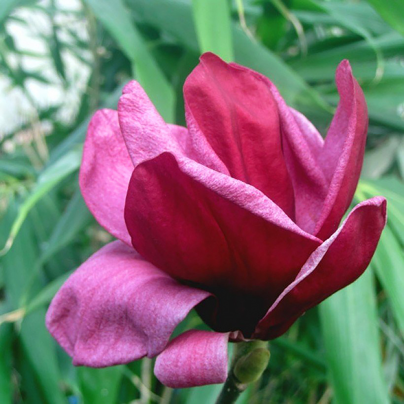 Red flowering Magnolia